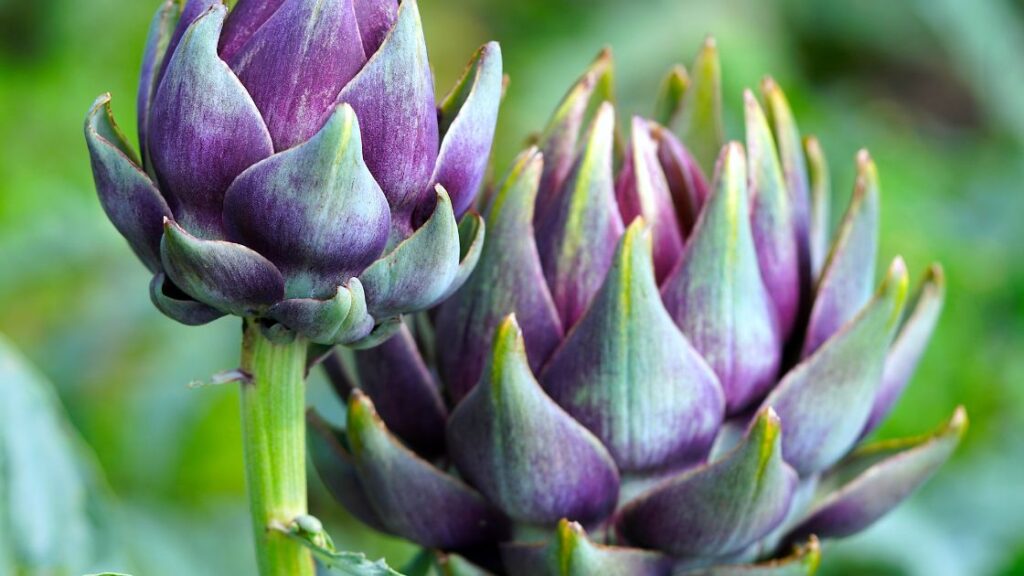 Artichokes as a pollinator attractor