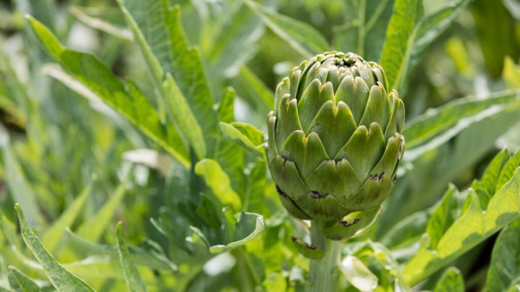 Artichokes as a source of minerals