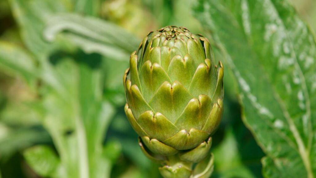 Artichokes as an edible vegetable