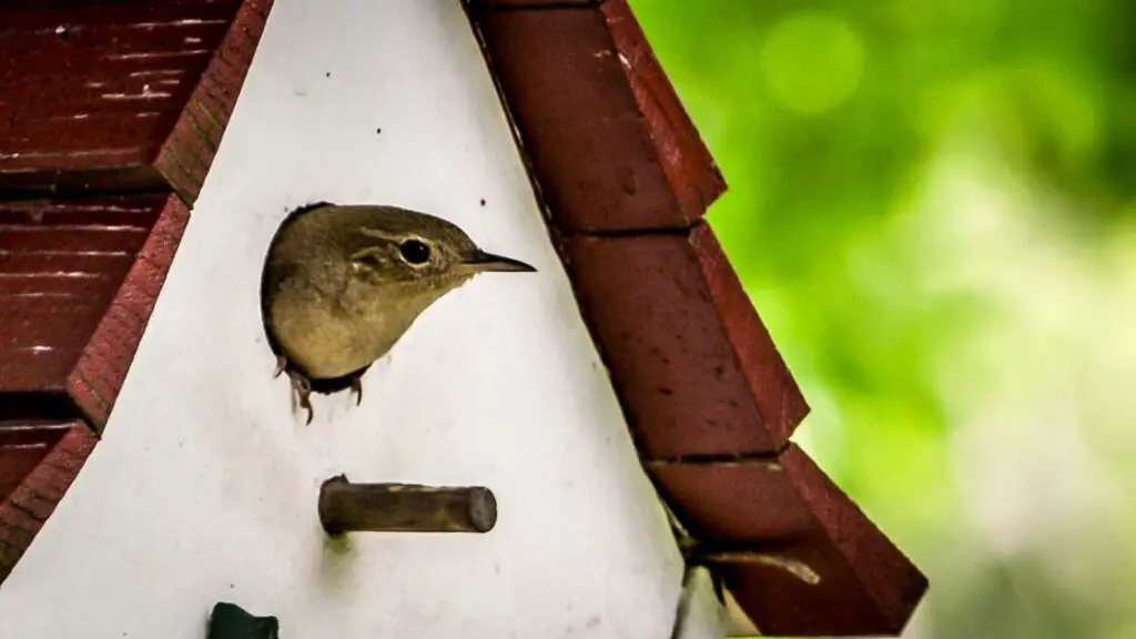 Attracting Birds to Birdhouses