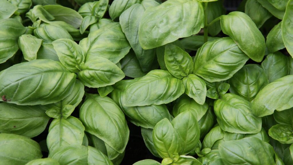 Basil Crop Rotation