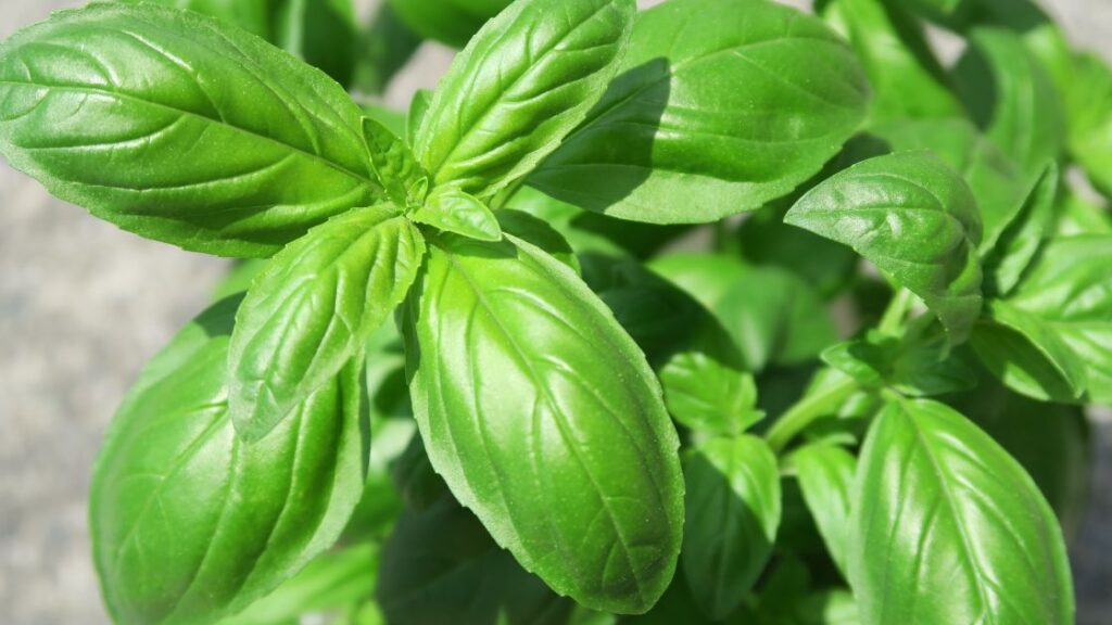 Basil Gardening Tips