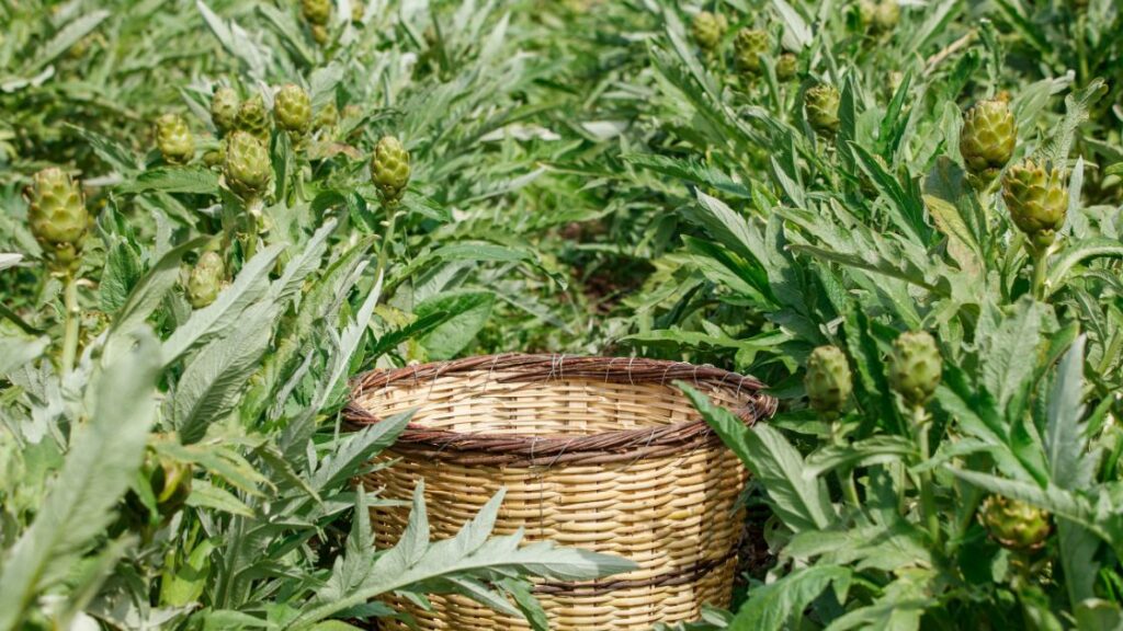 Benefits of companion planting artichokes