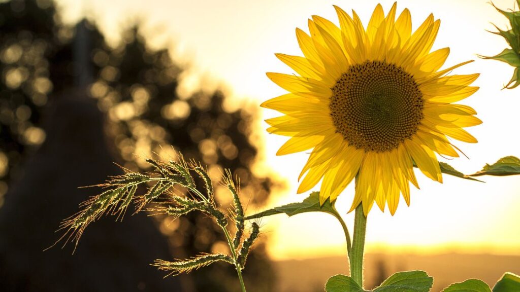 Benefits of companion planting sunflowers