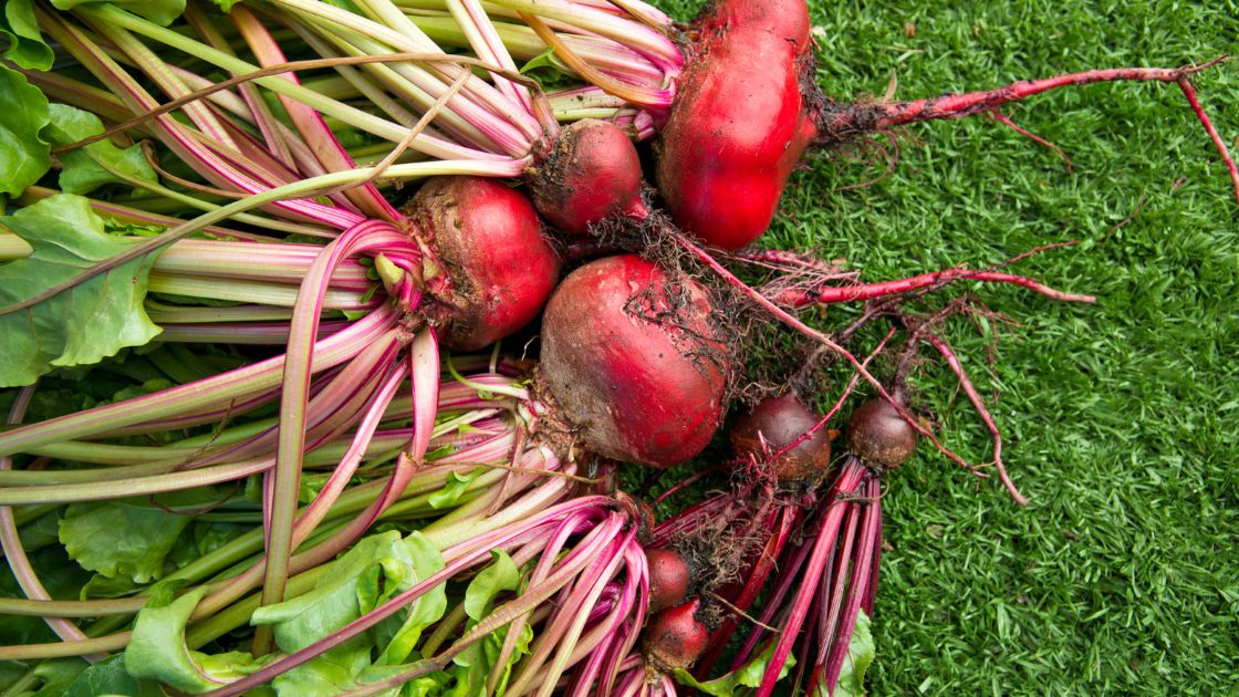 Beets' Best Buddies Top Companion Plants for Bountiful Harvest Home