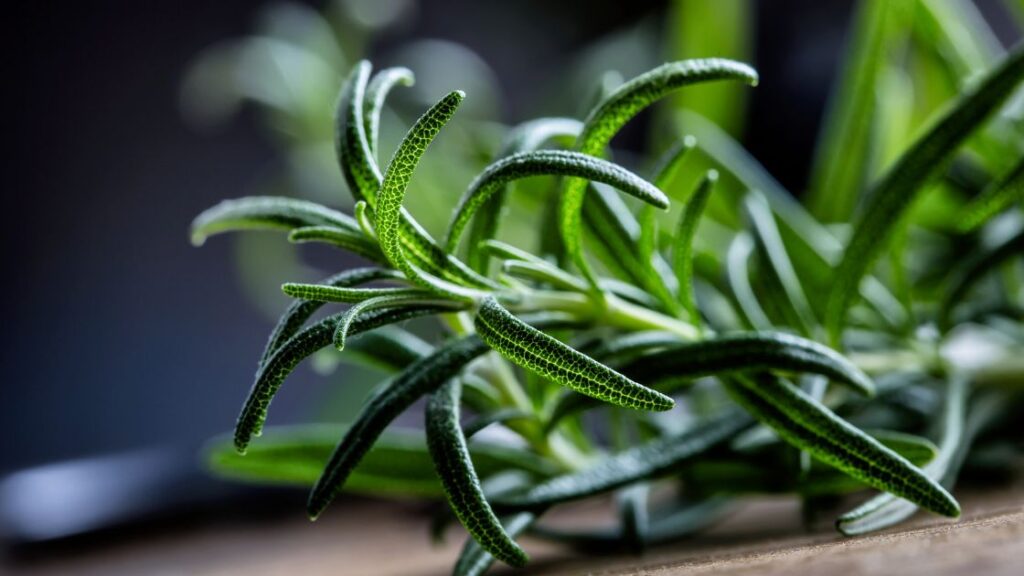 Benefits of companion planting with rosemary