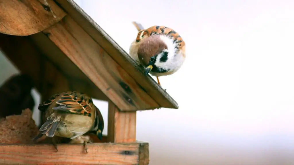 Birdhouse Maintenance