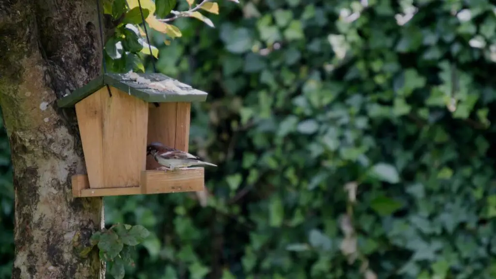Birdhouse Placement and Design Considerations