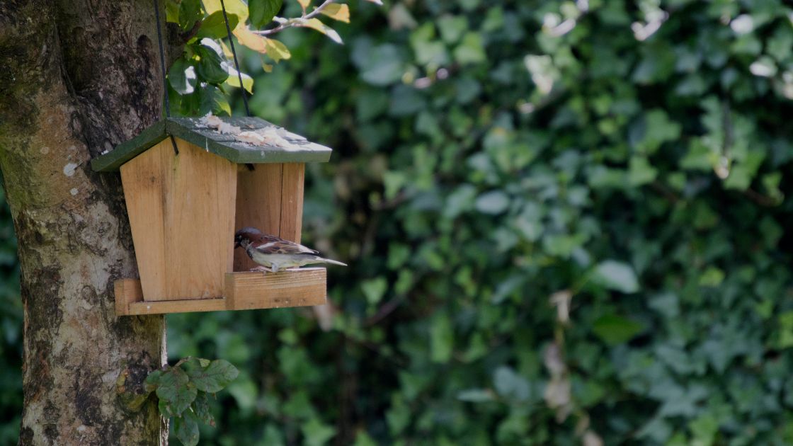Setting Up Your Birdhouse Should You Add Anything Inside? Home Decor