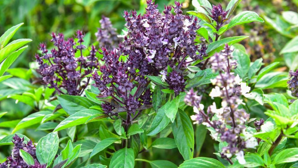 Companion Vegetables Basil