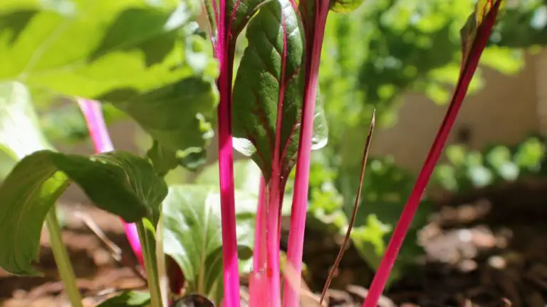 Companion plants for Swiss chard