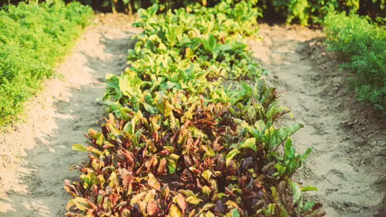 Companion plants for beets