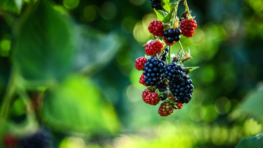 Blackberry Buddy Plants Best Companions for a Bountiful Harvest Home