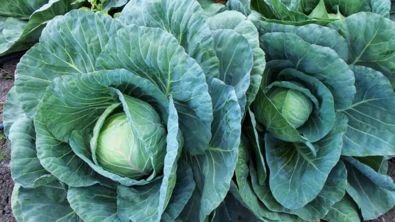 Companion plants for cabbage