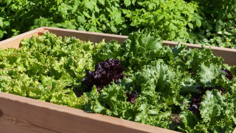 Companion plants for lettuce
