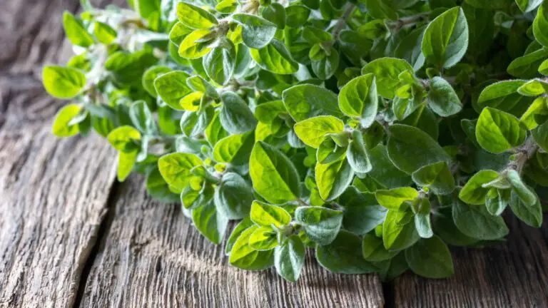 Companion plants for oregano