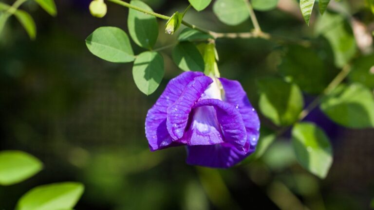 Companion plants for peas