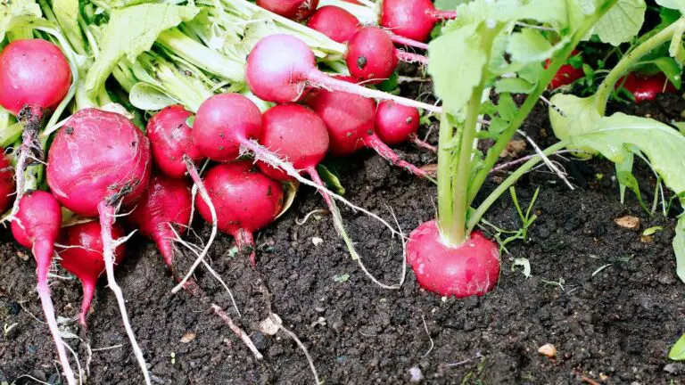 Companion plants for radish