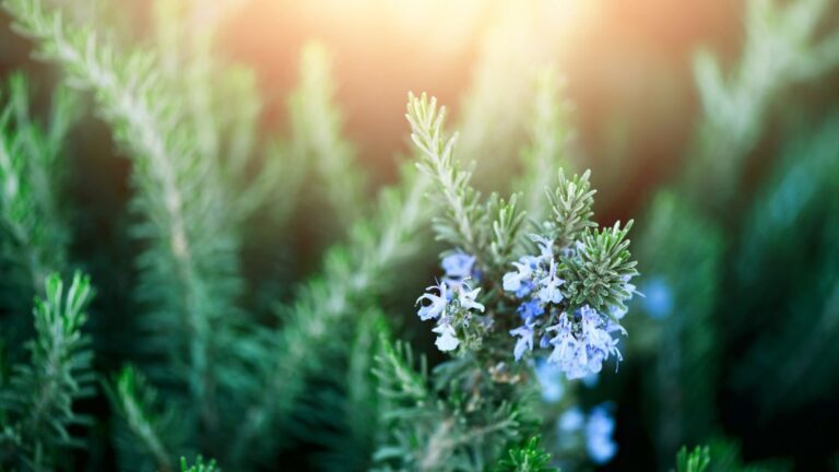 Companion plants for rosemary