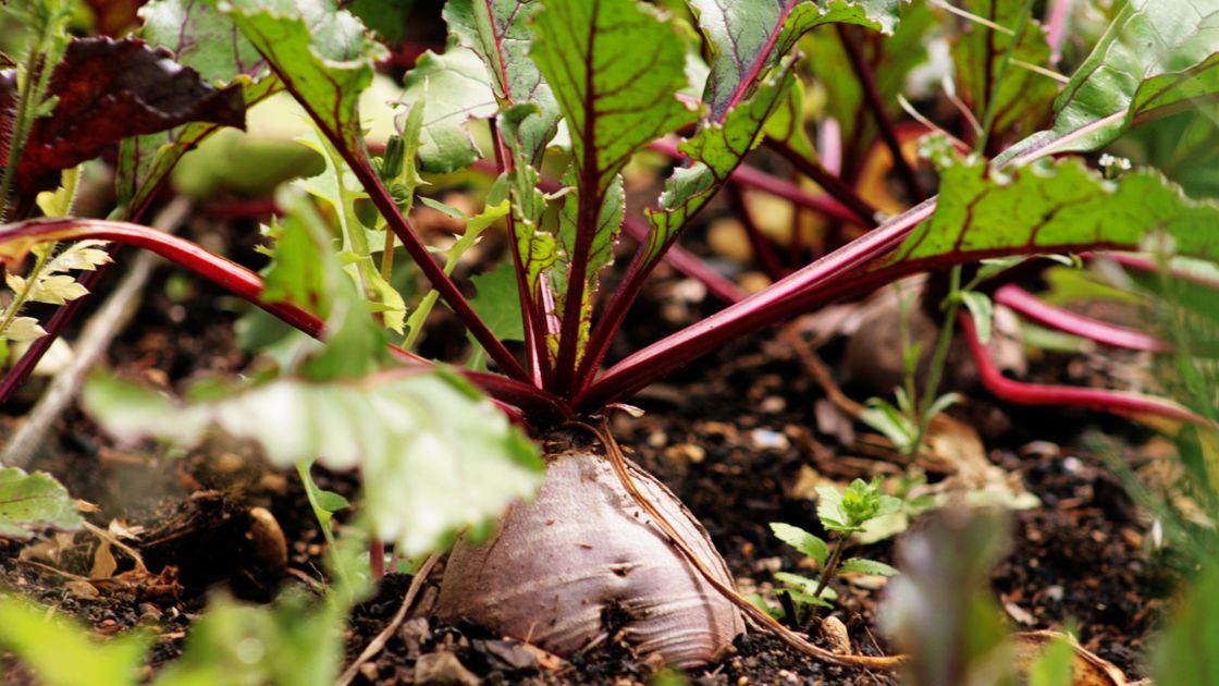 Turnip Companions Boost Your Harvest with These Plants! Home Decor Chat