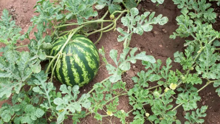 Companion plants for watermelon