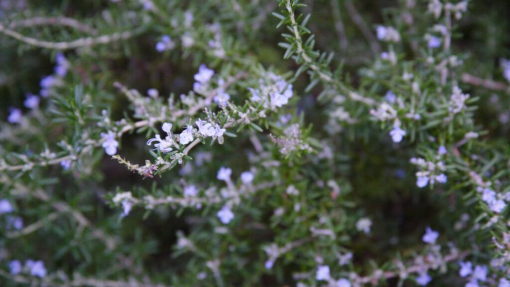 Companion plants to improve rosemary growth
