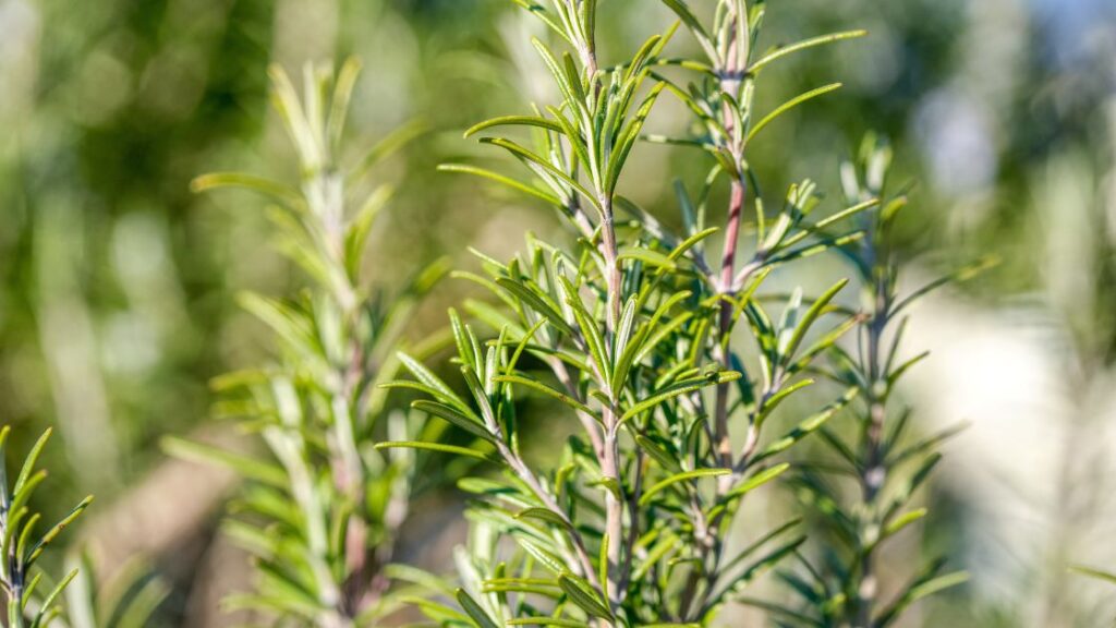 Companion plants to protect rosemary from disease