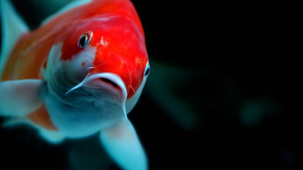 Cost saving tips for your Koi Pond
