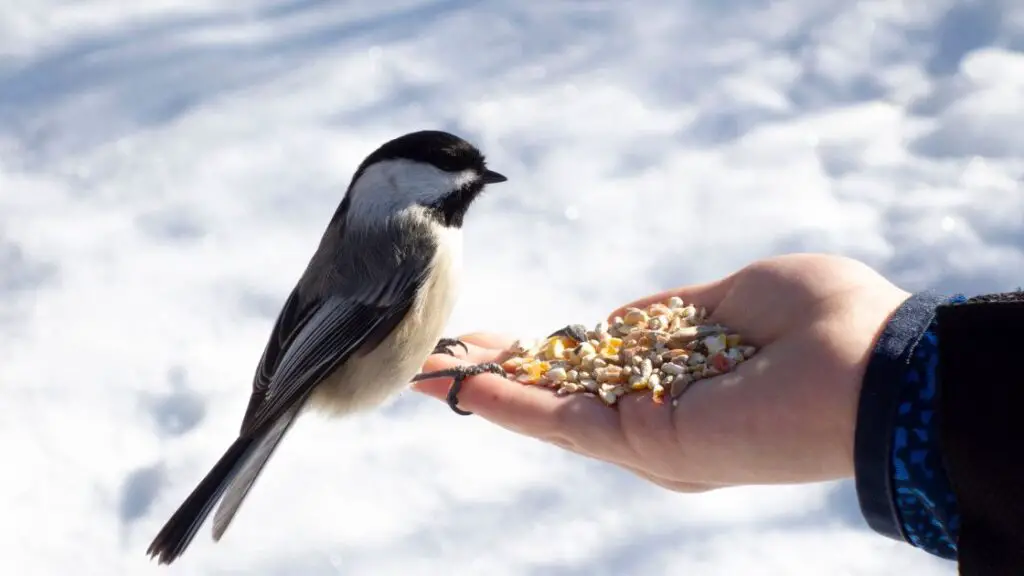 Creating a Bird Friendly Habitat