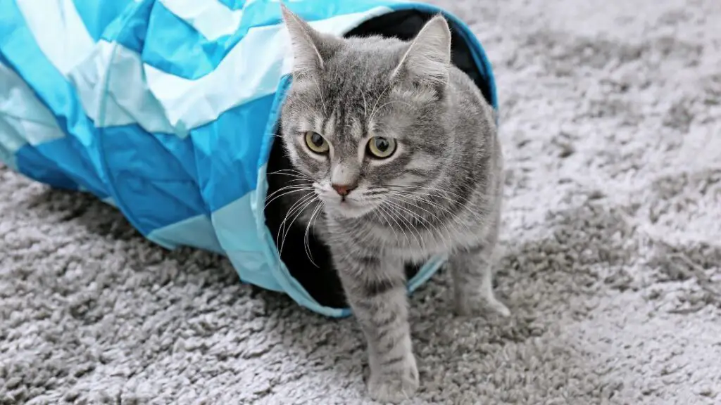 Creating a Cat Friendly Home Beyond the Carpet
