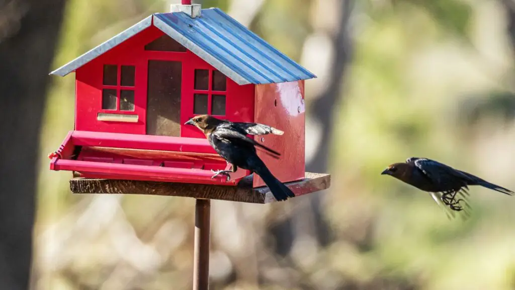 Creating a Welcoming Habitat Around the Birdhouse