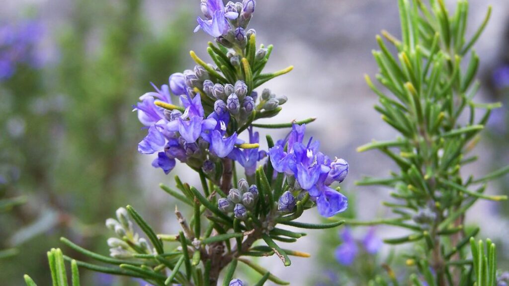 Culinary companion plants for rosemary