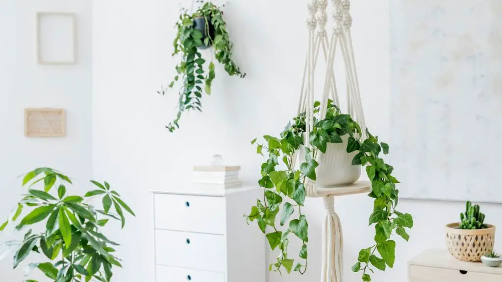 DIY Hanging Planter Ideas