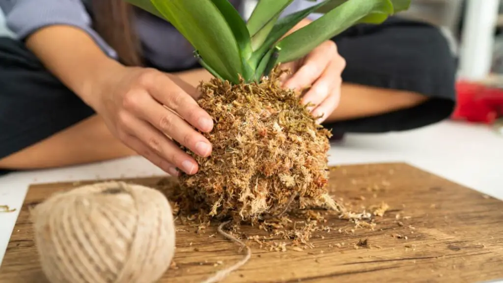 Designing With Hanging Plants