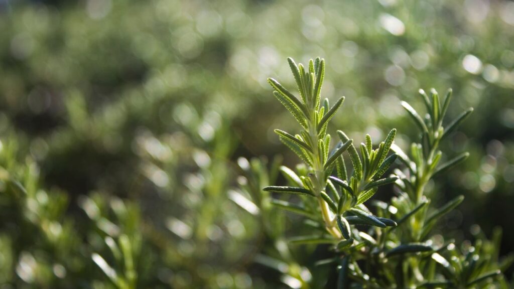 Easy to grow companion plants for rosemary