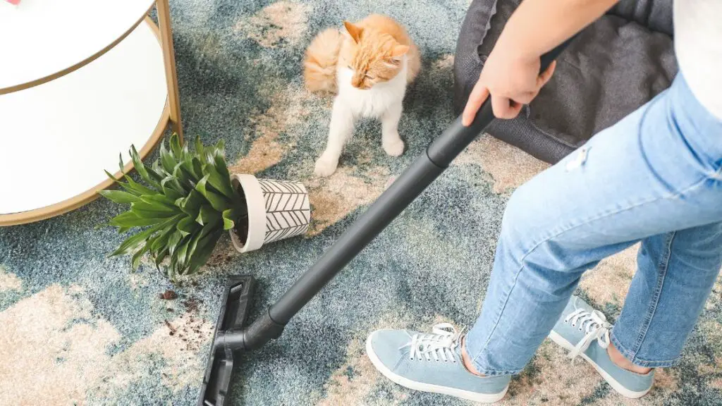 Essential Tips for Maintaining Your Carpet with Cats