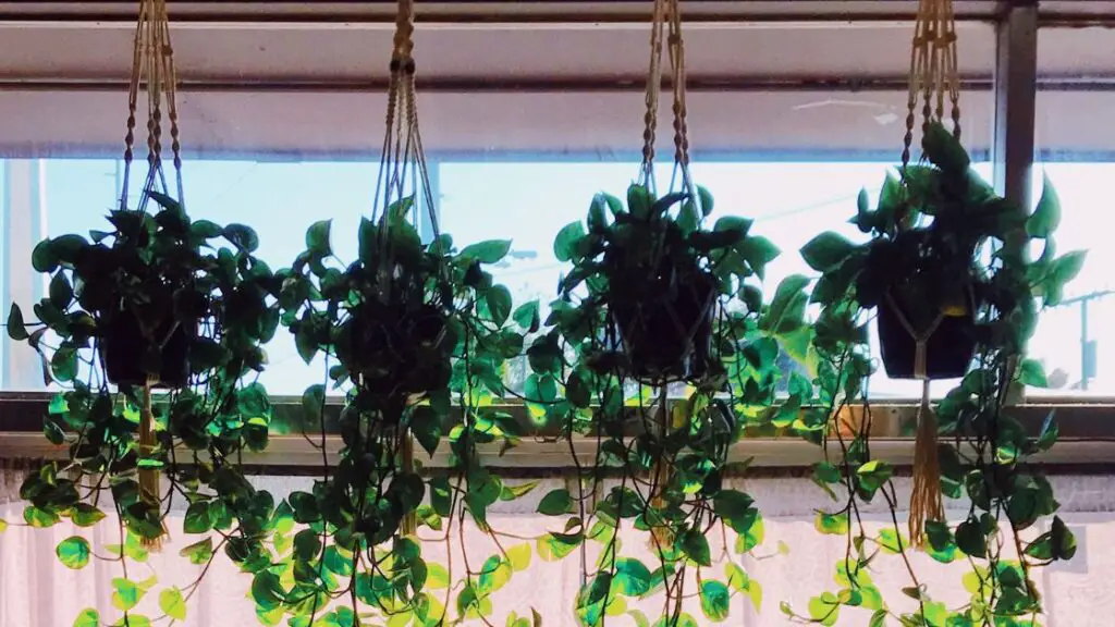 Feng Shui and Vastu Guidance on Hanging Plants