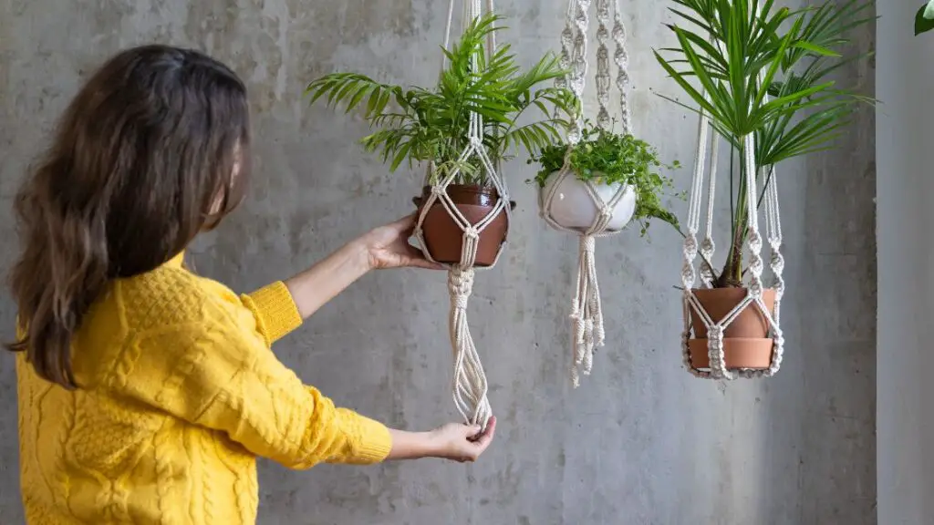Hanging Plant Care Tips
