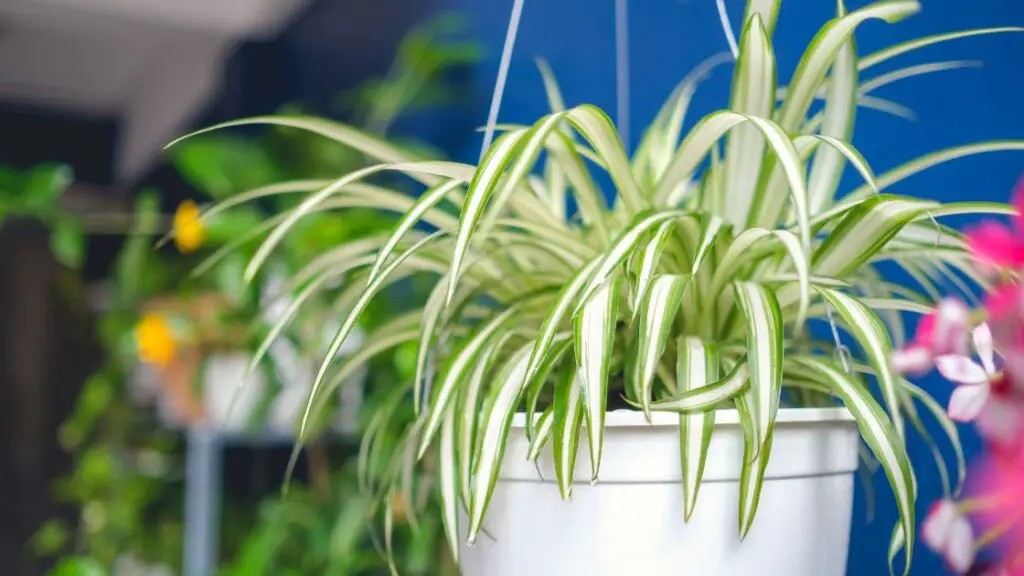 How To Choose The Right Hanging Plants