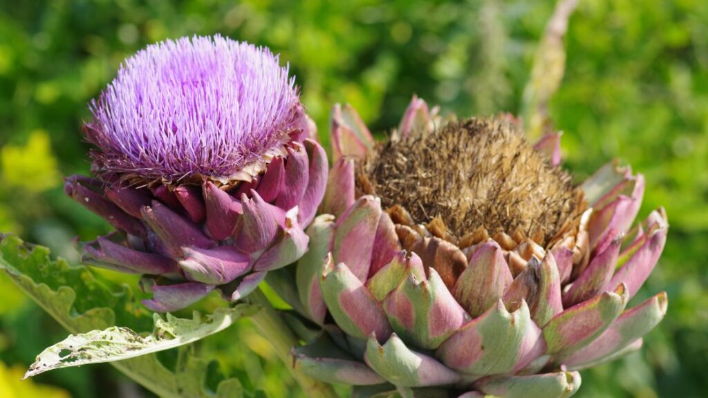 How to companion plant artichokes