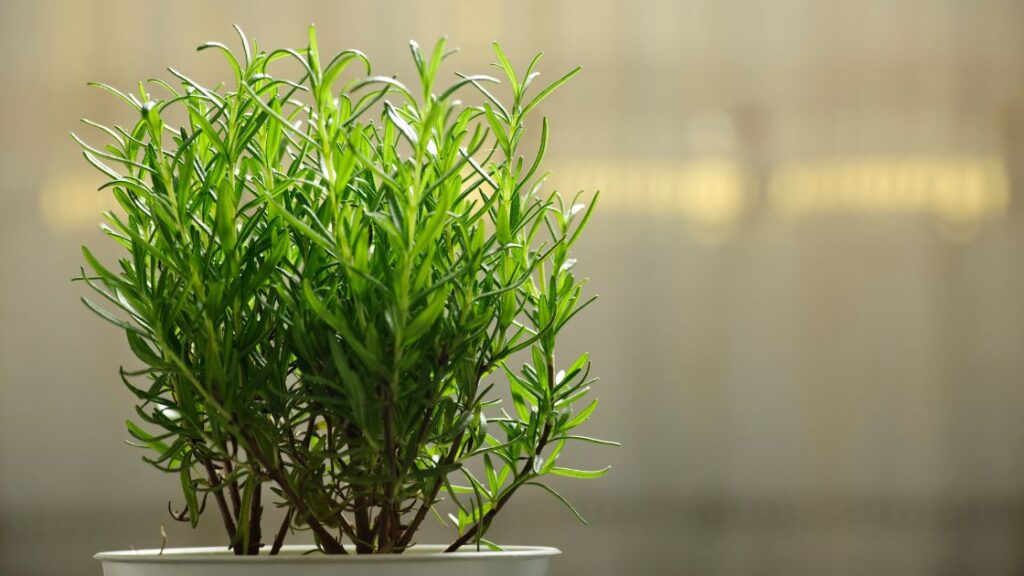 How to companion plant rosemary