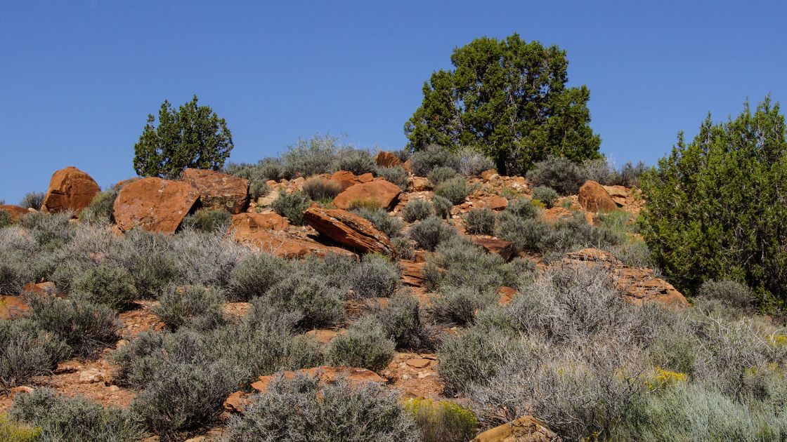 Sage's Perfect Partners Best Companion Plants for Sage! Home Decor Chat