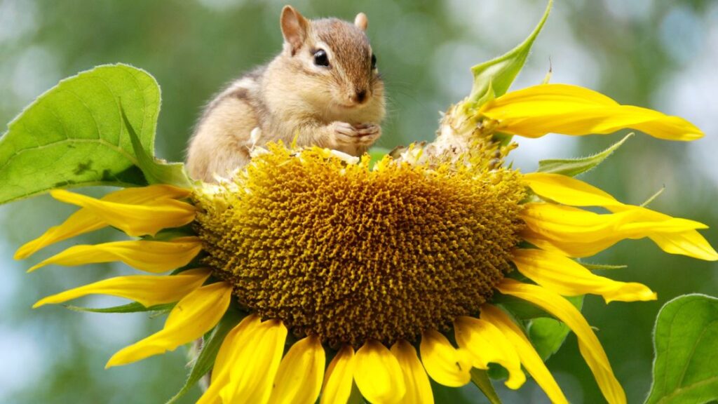 How to companion plant sunflowers