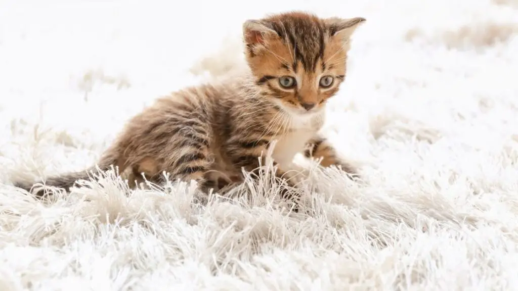 Key Features to Consider in a Cat Friendly Carpet