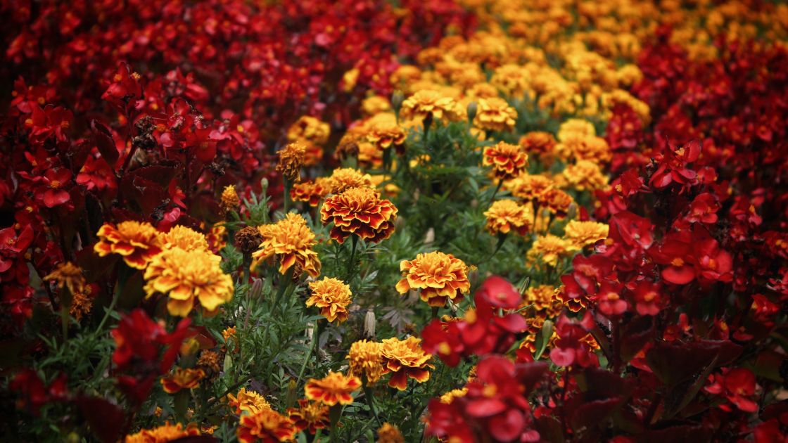 Marigold Companion Planting