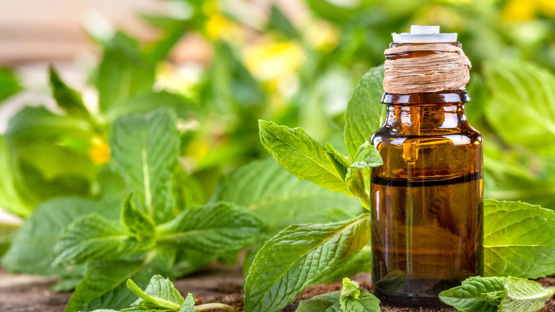 Mint Companion Planting