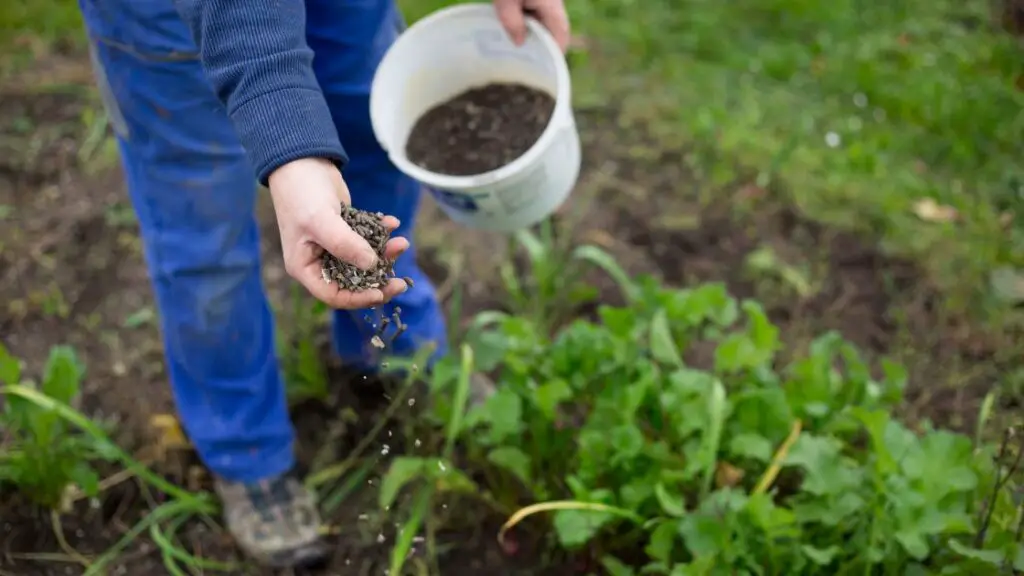 Natural Fertilizer Safety and Precautions
