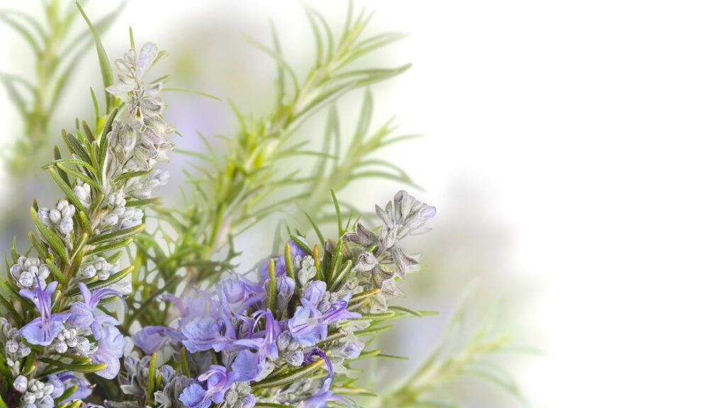 Natural pest control for rosemary using companion plants