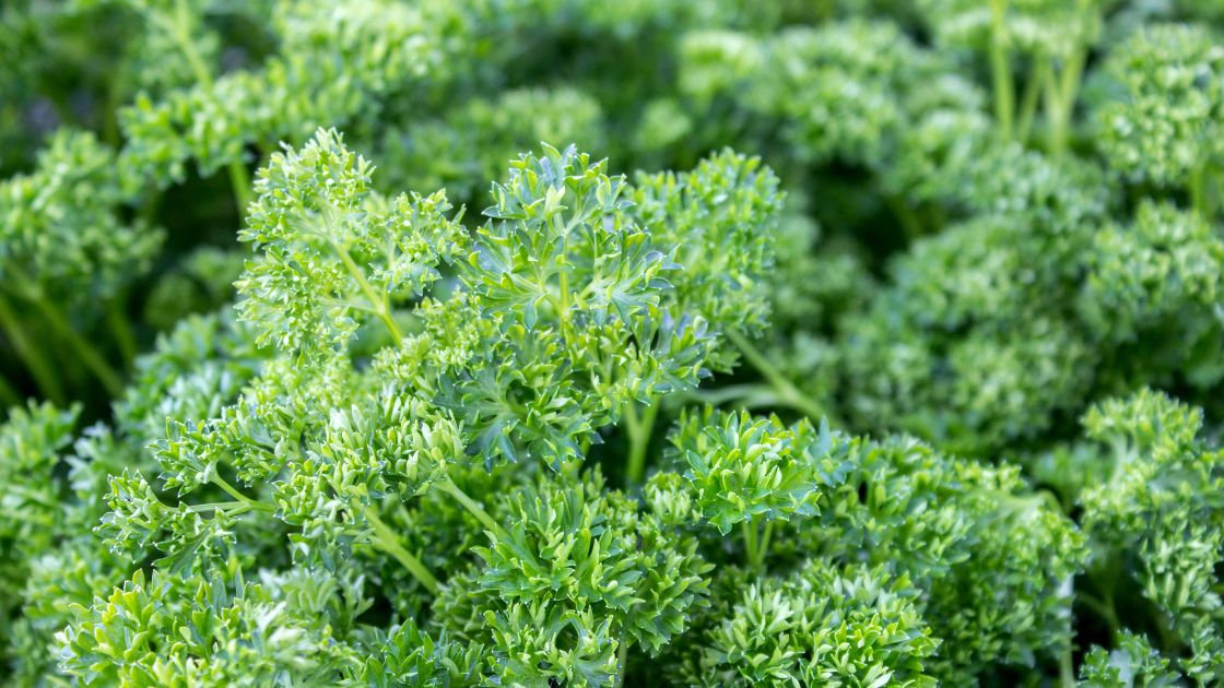 Parsley Companion Gardening