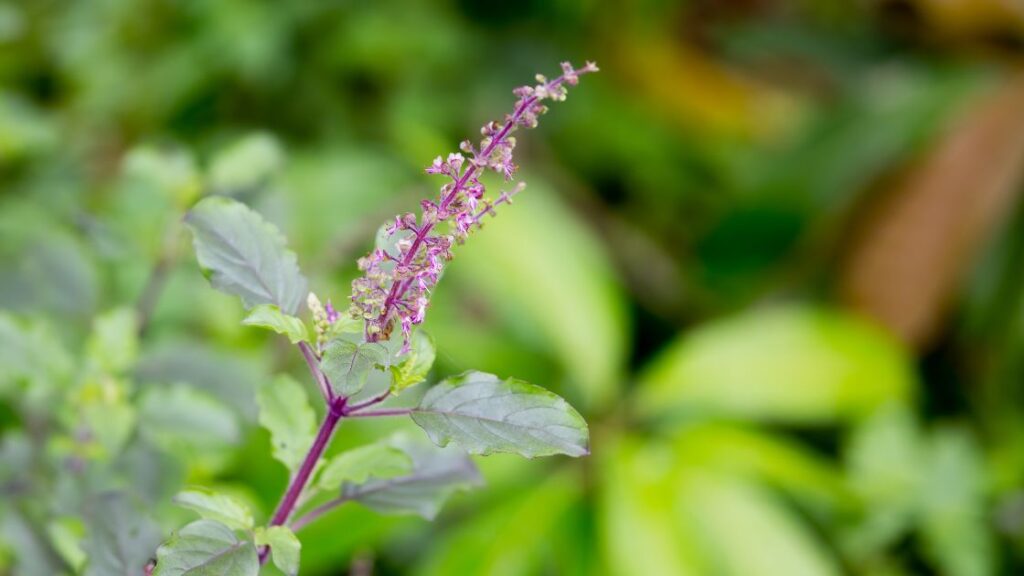 Pesticide Free Planting